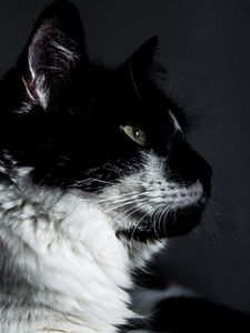 Preview wallpaper cat, muzzle, profile