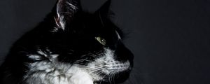 Preview wallpaper cat, muzzle, profile