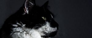 Preview wallpaper cat, muzzle, profile