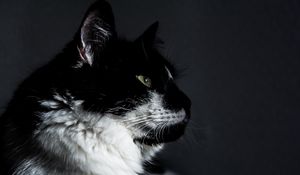 Preview wallpaper cat, muzzle, profile