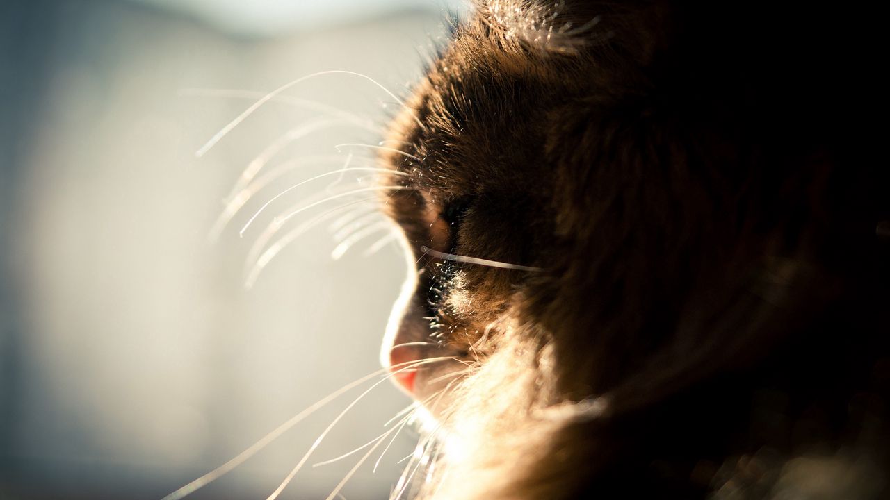 Wallpaper cat, muzzle, profile, light, fluffy