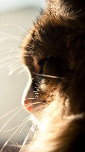 Preview wallpaper cat, muzzle, profile, light, fluffy