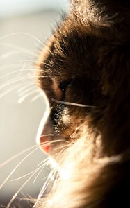 Preview wallpaper cat, muzzle, profile, light, fluffy