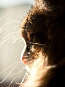 Preview wallpaper cat, muzzle, profile, light, fluffy