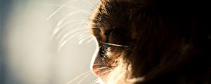 Preview wallpaper cat, muzzle, profile, light, fluffy