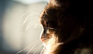 Preview wallpaper cat, muzzle, profile, light, fluffy