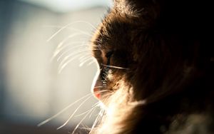 Preview wallpaper cat, muzzle, profile, light, fluffy