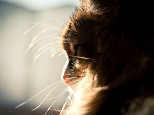 Preview wallpaper cat, muzzle, profile, light, fluffy