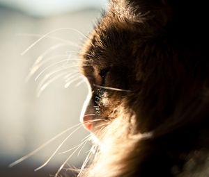Preview wallpaper cat, muzzle, profile, light, fluffy