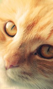 Preview wallpaper cat, muzzle, red, look