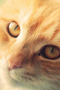 Preview wallpaper cat, muzzle, red, look