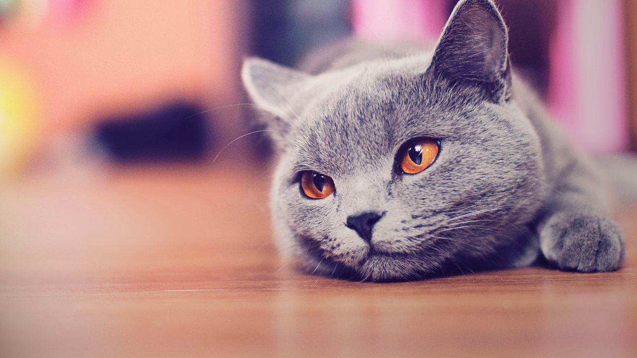 Wallpaper cat, muzzle, rest, eyes, waiting