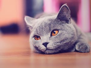 Preview wallpaper cat, muzzle, rest, eyes, waiting