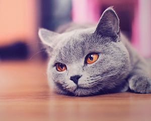 Preview wallpaper cat, muzzle, rest, eyes, waiting