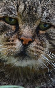 Preview wallpaper cat, muzzle, sad