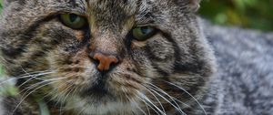 Preview wallpaper cat, muzzle, sad