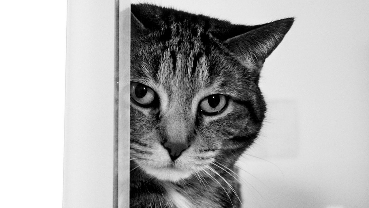 Wallpaper cat, muzzle, sad, black and white