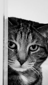 Preview wallpaper cat, muzzle, sad, black and white