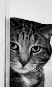 Preview wallpaper cat, muzzle, sad, black and white