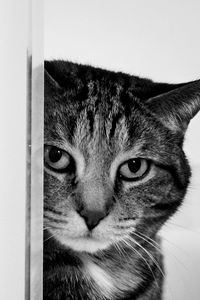 Preview wallpaper cat, muzzle, sad, black and white