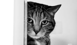 Preview wallpaper cat, muzzle, sad, black and white