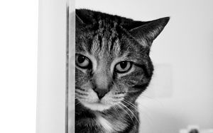 Preview wallpaper cat, muzzle, sad, black and white