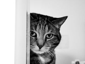 Preview wallpaper cat, muzzle, sad, black and white