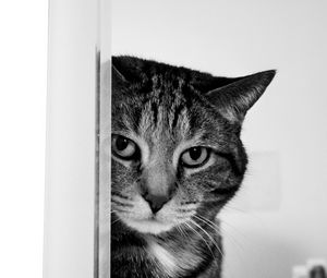 Preview wallpaper cat, muzzle, sad, black and white