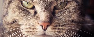 Preview wallpaper cat, muzzle, severe, look
