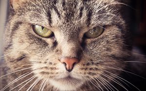 Preview wallpaper cat, muzzle, severe, look
