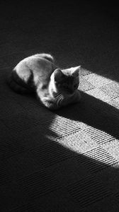 Preview wallpaper cat, muzzle, shadow, floor, lying, black and white