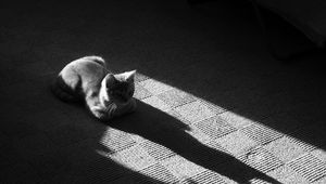 Preview wallpaper cat, muzzle, shadow, floor, lying, black and white