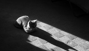 Preview wallpaper cat, muzzle, shadow, floor, lying, black and white