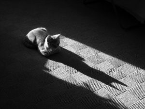 Preview wallpaper cat, muzzle, shadow, floor, lying, black and white