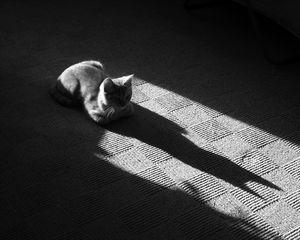 Preview wallpaper cat, muzzle, shadow, floor, lying, black and white