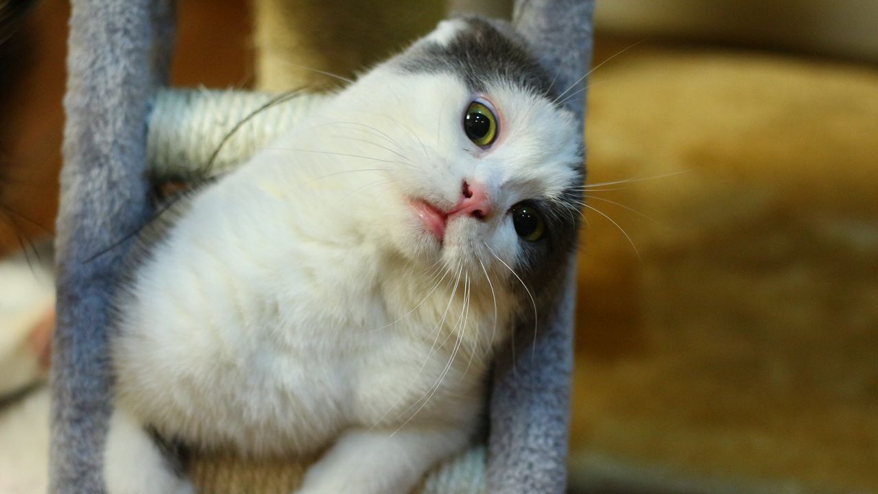 Wallpaper cat, muzzle, sitting, playful