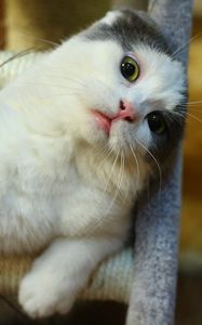 Preview wallpaper cat, muzzle, sitting, playful