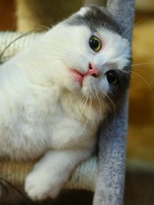 Preview wallpaper cat, muzzle, sitting, playful
