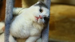 Preview wallpaper cat, muzzle, sitting, playful