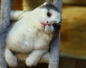 Preview wallpaper cat, muzzle, sitting, playful