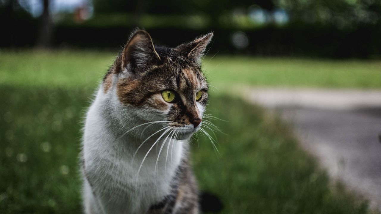Wallpaper cat, muzzle, sitting, observant