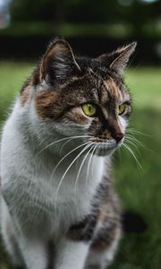 Preview wallpaper cat, muzzle, sitting, observant