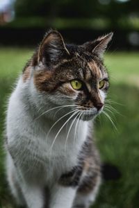 Preview wallpaper cat, muzzle, sitting, observant