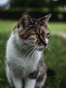 Preview wallpaper cat, muzzle, sitting, observant