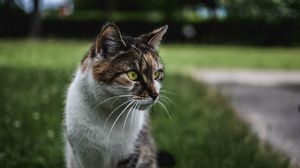 Preview wallpaper cat, muzzle, sitting, observant