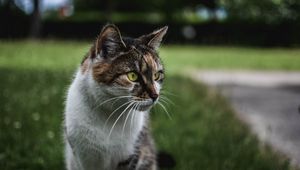 Preview wallpaper cat, muzzle, sitting, observant