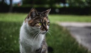 Preview wallpaper cat, muzzle, sitting, observant