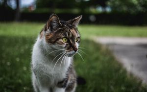 Preview wallpaper cat, muzzle, sitting, observant