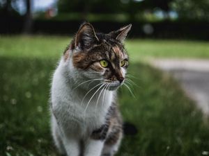 Preview wallpaper cat, muzzle, sitting, observant