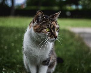 Preview wallpaper cat, muzzle, sitting, observant